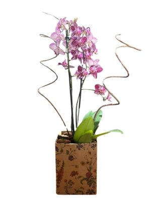 Orquídea Phalaenopsis Lilás
