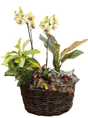 Orquídeas e Folhagens